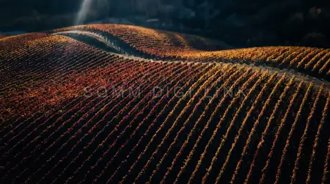 Vineyard from above, autumn