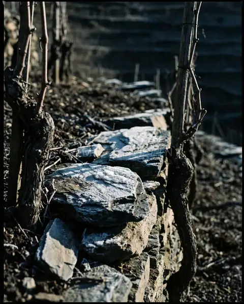 Slate between the vines