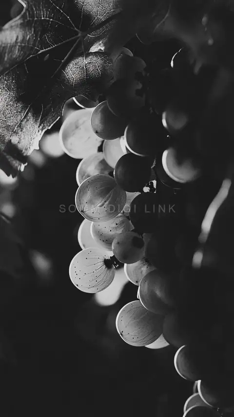 Noir Grape Reflection