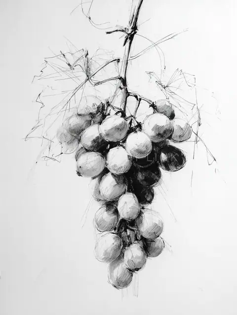 Pencil Grape Study