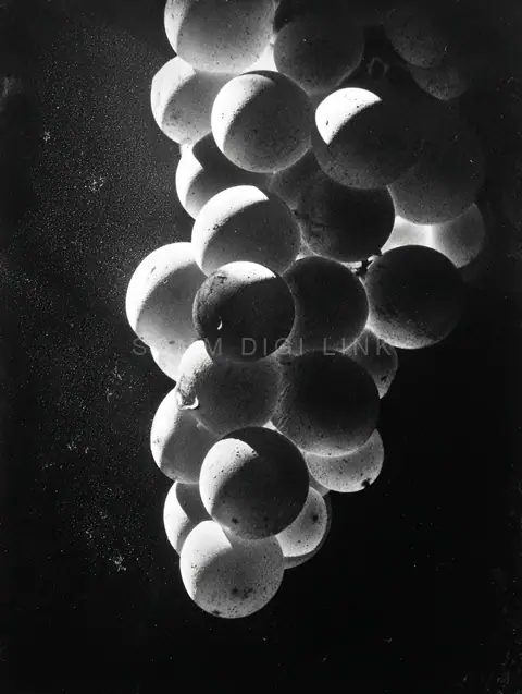 Grape study in light