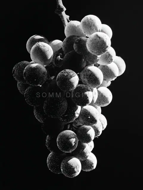 Grape study on black