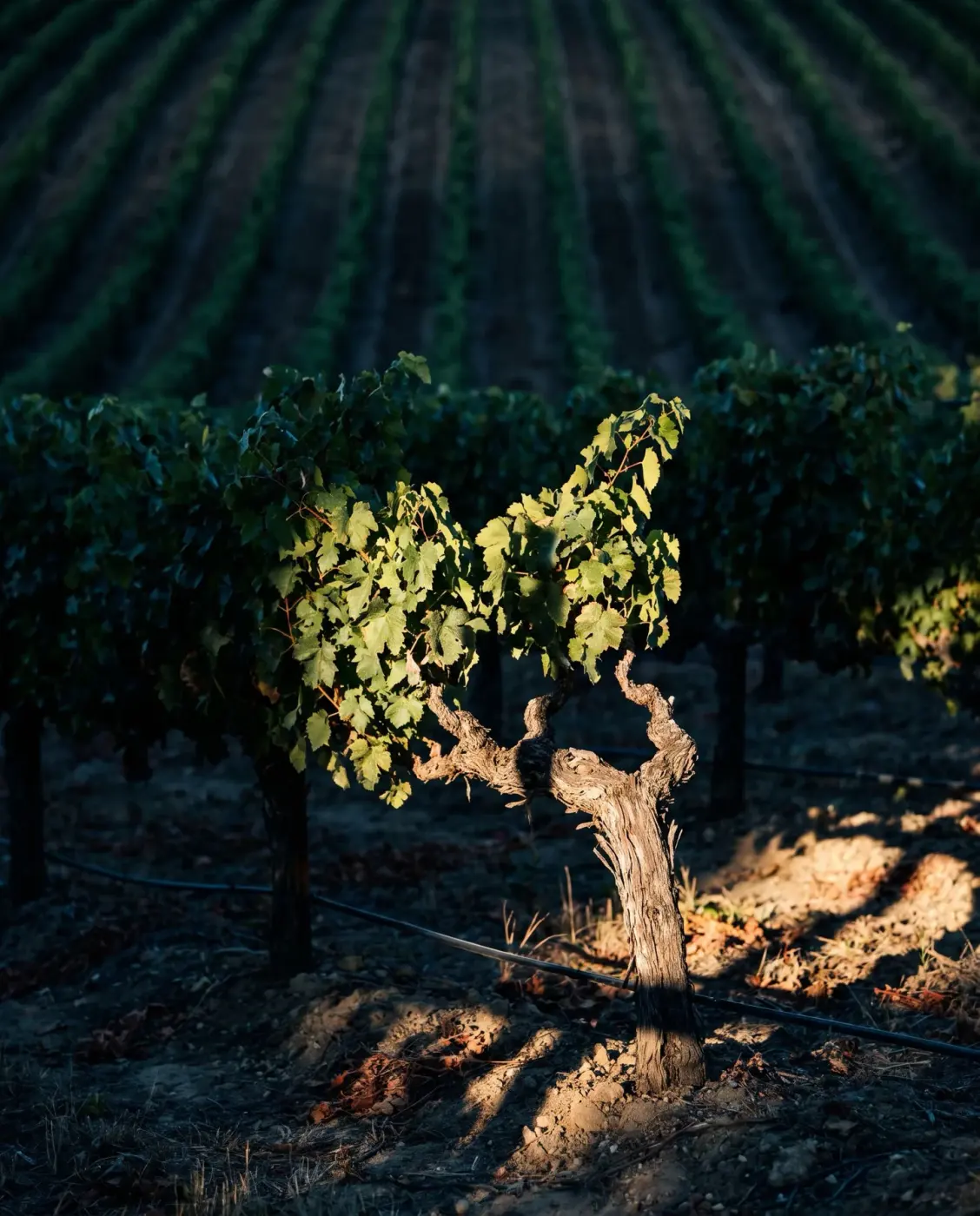 Terra Alta Tours story